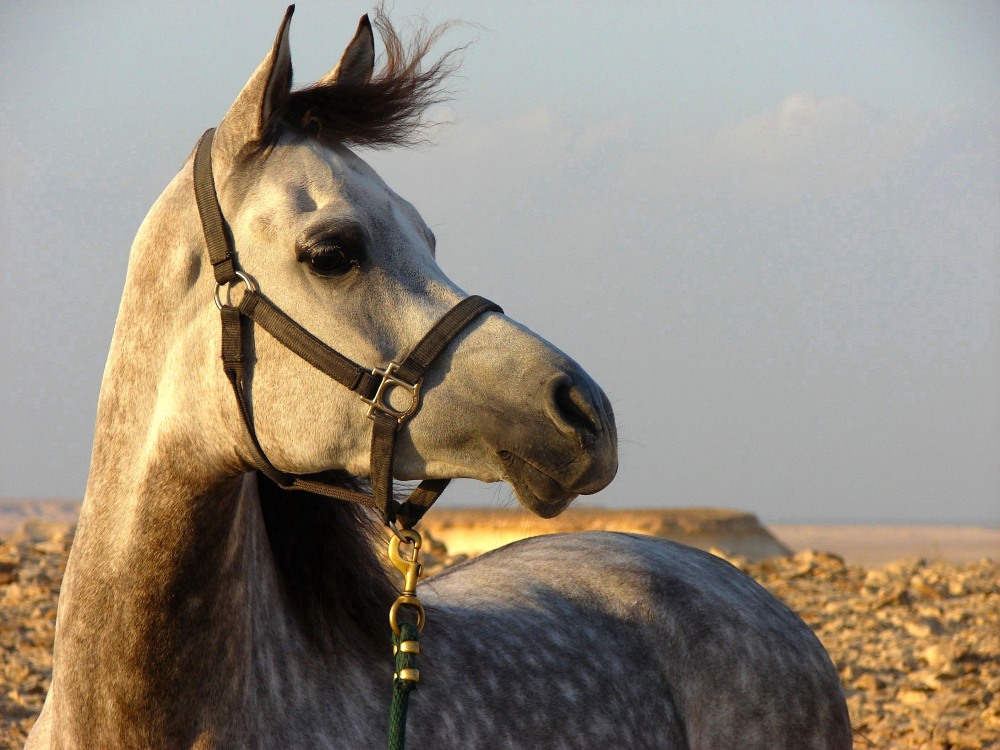 Al Shaqab