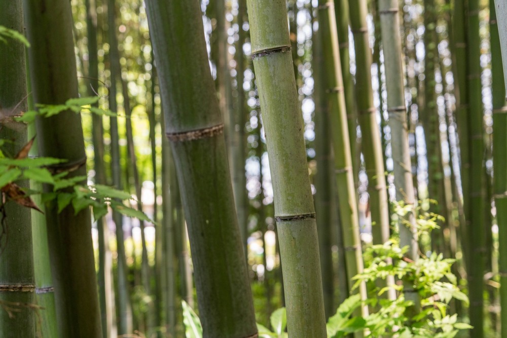 Arashiyama Bamboo Forest